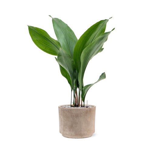Aspidistra elatior in Terra Cotta